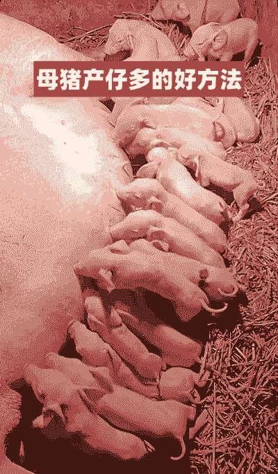 母猪产后怎么养猪仔