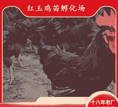 陕西好的鸡苗价格