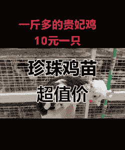 今年的鸡苗什么价格