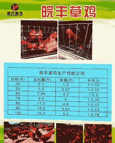 驻马店周边鸡苗价格