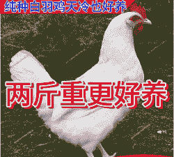 白羽鸡苗什么价格查询