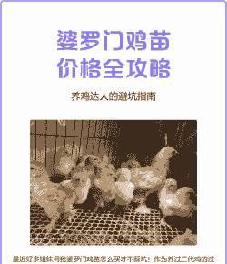 正宗婆罗门鸡苗的价格