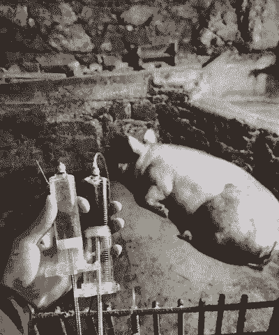 服从调剂母猪产后护理