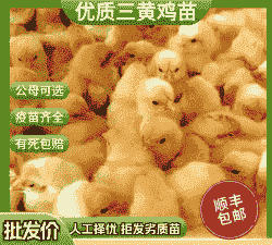 当季昭通鸡苗价格