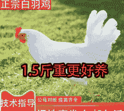 贵州白羽鸡苗价格多少