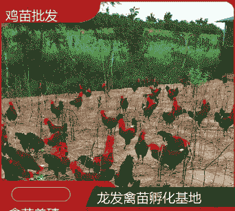 广东惠州鸡苗什么价格