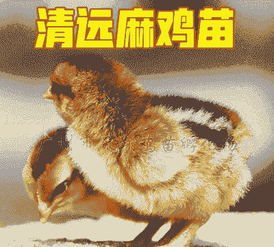 兴仁清远麻鸡苗价格