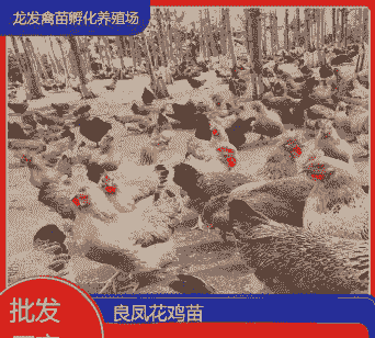 成都彩色鸡苗价格多少