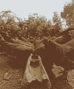 广西黎村鸡苗价格