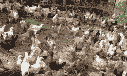 土杂鸡小鸡苗价格