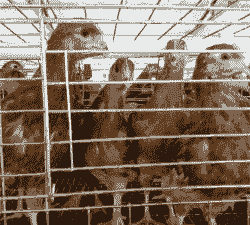 半斤鸡苗出售价格