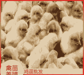 来宾养殖鸡苗价格多少