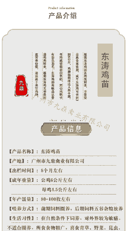 大脚东涛鸡苗价格