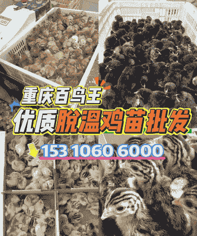 重庆地区的鸡苗价格