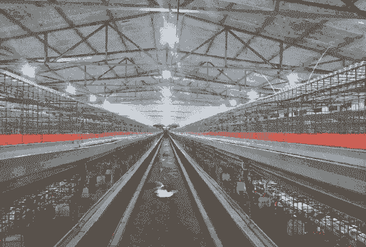 晓鸣青年鸡苗价格