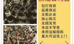 柳州黑瑶鸡苗价格