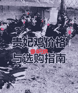 贵州正宗本地鸡苗价格