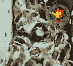 桂林大发鸡苗价格多少