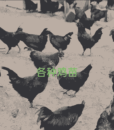 绿壳鸡母苗价格