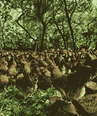 清远麻鸡一号鸡苗价格