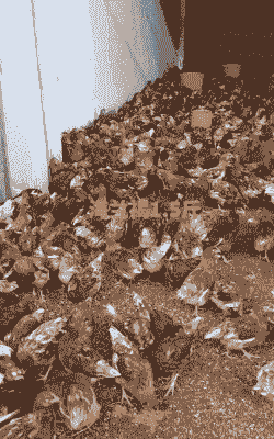 山西阳泉鸡苗价格多少