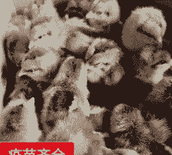 益阳黄脚麻鸡苗价格多少