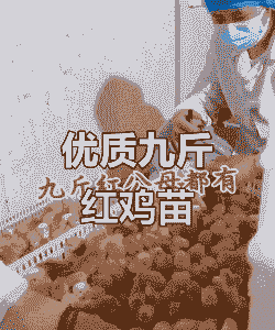 正宗九斤鸡苗价格多少