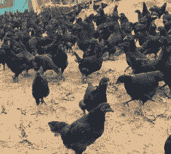 五黑鸡苗价格最新价