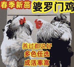 观赏脱温鸡苗价格多少