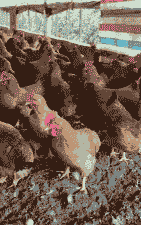 桂香鸡苗价格表