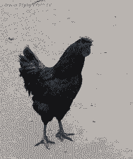 清远鸡场鸡苗价格表