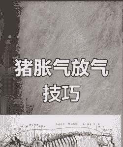 母猪产后胀气快速排气