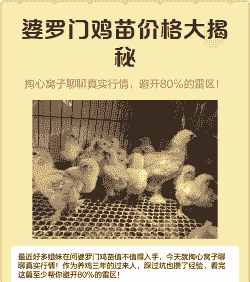 婆罗门鸡苗的价格是多少