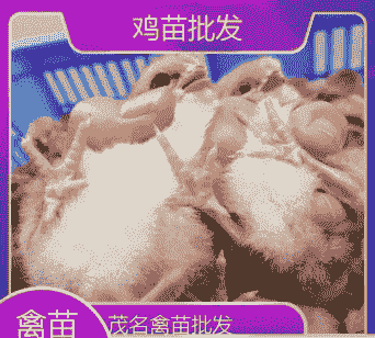 茂名本地鸡苗出售价格