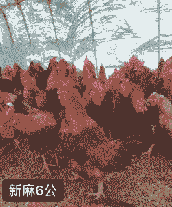 麻六鸡苗价格表