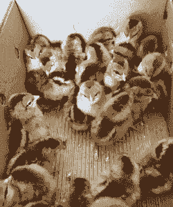 大理清远麻鸡苗价格