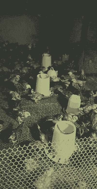 春节鸡苗价格怎么样