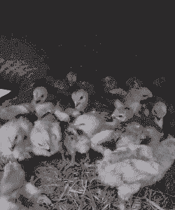 广汉出壳鸡苗价格多少