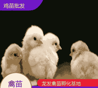 贺州鸡苗出售价格多少