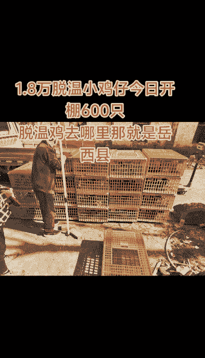 脱壳鸡苗什么价格合适呢