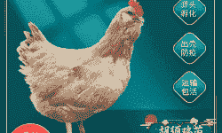 最新胡须鸡苗价格表