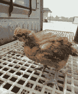 正宗天府麻鸡苗价格多少