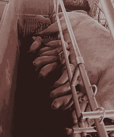 母猪产后多久能生仔