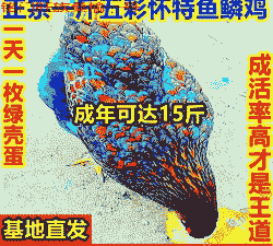 鱼鳞鸡种鸡苗价格表