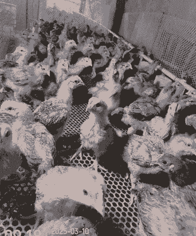 贵州无病害鸡苗价格多少