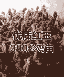 广东红玉鸡苗出售价格