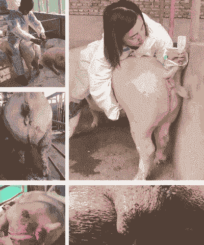 母猪产后如何洗宫