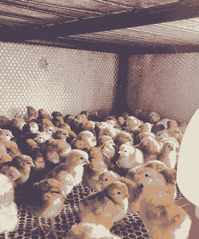 昭通昆明脱温鸡苗价格