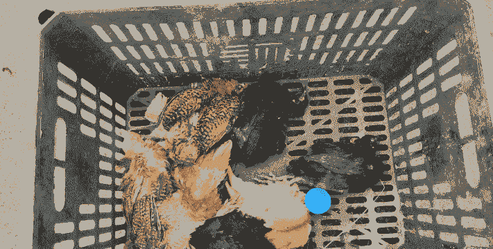 小菜鸡苗什么价格合适吃