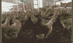 新都青脚麻鸡苗价格多少